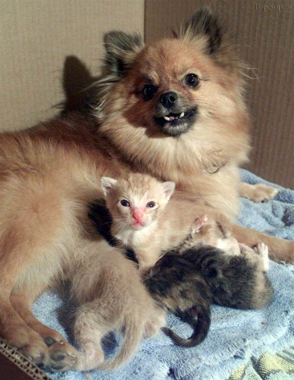 مادر های غیر عادیـ برای حیوانات
