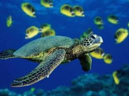 لاک پشت سبز دریایی در خطر انقراض