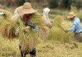 برداشت ۳۰۰۰هزارتن برنج ازاراضی بخش ساربوک شهرستان قصرقندآغازشد