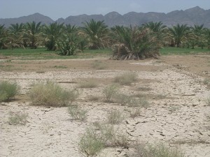 ترش شدگی  محصول خرمای بلوچستان بر اثر بارندگی های اخیر