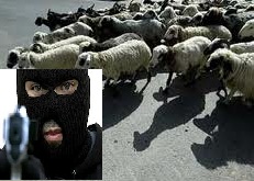حمله دزدهاي مسلح نقابدار به آغل گوسفندان در زهک