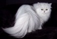 یک گربه ایرانی جزء گرانترین گربه‌ها+ عکس