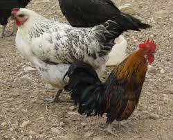 فعالیت بیش از 25 سالن پرورش مرغ بومی در هیرمند