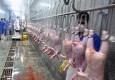 کشتار غیر بهداشتی مرغ سلامت مردم را به خطر می اندازد