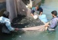 اجرای صیدنمایشی ازاستخر پرورش ماهی در هیرمند