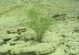 نیکشهر رویشگاه گیاه نادر و در حال انقراض" گز روغنی"