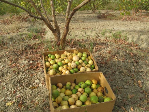برداشت میوه پاییزی گواوا از باغهای شهرستان سرباز