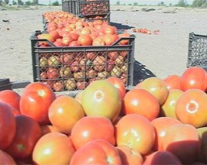 آغاز برداشت گوجه فرنگی خارج از فصل در زر آباد