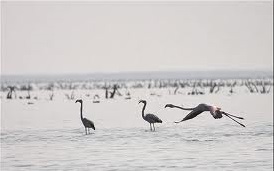 سد ماشکید، بزرگترین میزبان پرندگان مهاجر جنوب شرق کشور