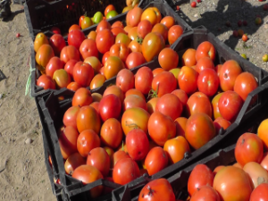 برداشت گوجه فرنگی خارج از فصل بخش زرآباد شهرستان کنارک