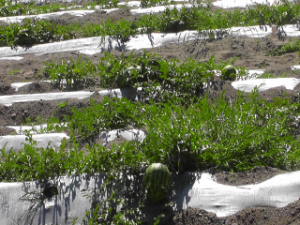 مزارع کشت هندوانه خارج از فصل در زرآباد