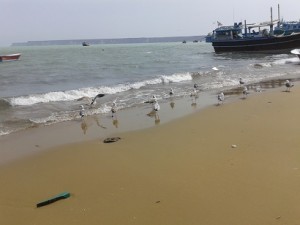 کوچ پرندگان مهاجر به سواحل شهرستان کنارک