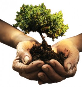 کاشت ۱۰ هزار نهال درخت در سراوان