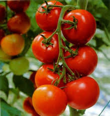 برداشت خیار و گوجه فرنگی گلخانه ای در خاش