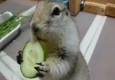 خیار خوردن بامزه یک سنجاب! + فیلم
