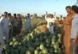 از بین رفتن صدها تن هندوانه در بخش زرآباد شهرستان کنارک