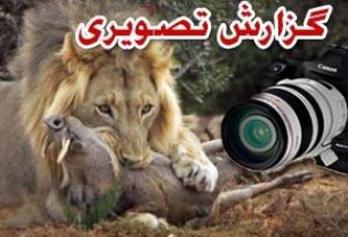 لحظه شکار یک شیر توسط عکاس زن