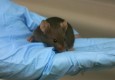 "بهبود آلزایمر" با تزریق خون موش‌های جوان به موش‌های پیر + عکس