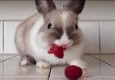 خرگوشی که عاشق تمشک است +تصاویر