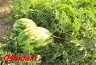 آغاز برداشت محصولات جالیزی از سطح 1500هکتار اراضی کشاورزی شهرستان زابل