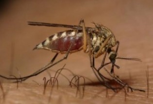 ترددهای مرزی از عوامل اصلی انتقال مالاریا است