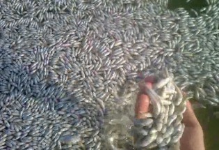 فاجعه زیست محیطی در هیرمند/ مرگ میلیونها بچه ماهی در سایه بی توجهی مسئولین+ تصاویر