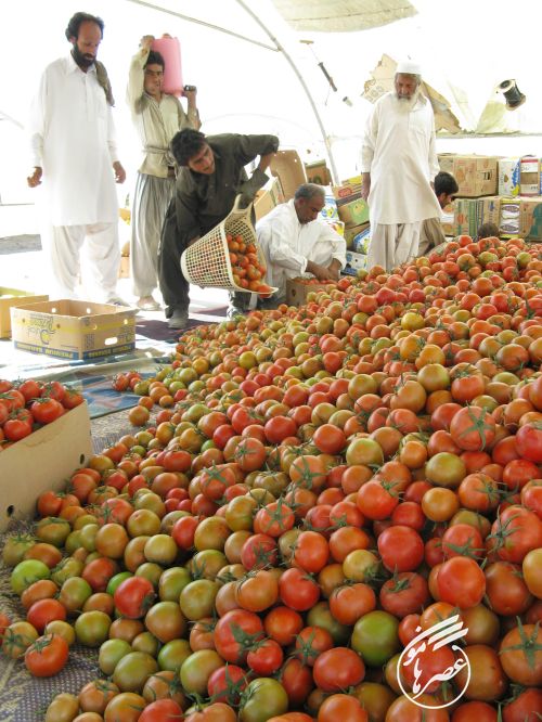 برداشت گوجه فرنگی در شهرستان کنارک
