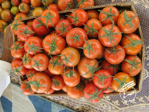 برداشت گوجه فرنگی در شهرستان کنارک