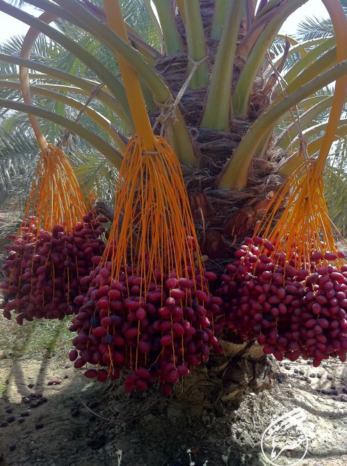 محصول‌دهی درختان خرما در شهرستان سراوان