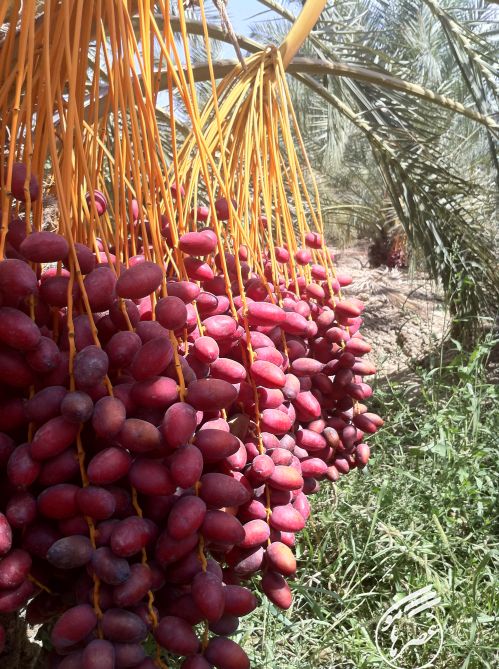 محصول‌دهی درختان خرما در شهرستان سراوان