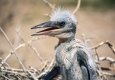 تصاویری غم انگیز از بازگشت خشکسالی به دریاچه هامون/ پرندگان این تالاب اولین قربانیان