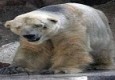 افسردگی خرس قطبی در باغ وحش آرژانتین + تصاویر