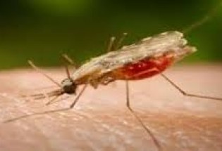 آغاز طرح سمپاشی کانون‌های مبتلا به مالاریا در سیستان‌وبلوچستان