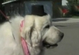 سگی که شهردار "مینسوتا" آمریکا شد + فیلم