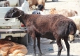 بازار داغ فروش گوسفند در زاهدان+تصاویر
