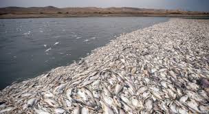 احتمال مرگ ماهی ها بر اثر آلودگی مردود است/کشتی های صید ترال متهم مرگ ماهي‌ها