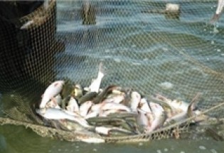 ماهی‌های وارداتی بازارهای بومی را کساد کرده است