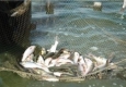 ماهی‌های وارداتی بازارهای بومی را کساد کرده است
