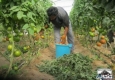 برداشت محصولات خیار و گوجه فرنگی از سطح گلخانه های شهرستان خاش
