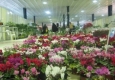 برپایی نمایشگاه گل و گیاه طبیعی و جشنواره اقوام ایرانی در چابهار