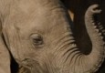 اشک‌های فیل نوزاد در مرگ مادرش + تصاویر