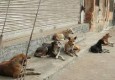 حمله سگ های ولگرد به دانش آموزان دبستان آزادی/ انتقال 5 دانش آموز مصدوم به بیمارستان