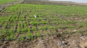 اجرای طرح آبیاری تحت فشار در مزارع گندم شهرستان دلگان