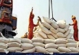 واردات بی رویه برنج معضلی برای برنجکاران/ از ورود 66 هزار تن برنج تا تعطیلی کشت برنج در سیستان و بلوچستان