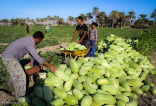 هندوانه ها بر جالیز و دست کشاورزان سیستان و بلوچستان از آب کوتاه