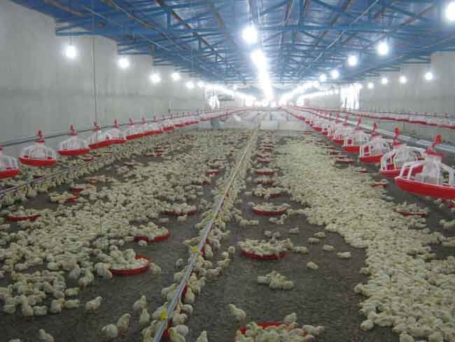 طرح پرورش مرغ با سرمایه ۱۰ میلیارد ریالی سرمایه گذار بومی چابهار به بهره برداری رسید