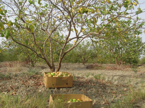 برداشت میوه پاییزی گواوا از باغهای شهرستان سرباز
