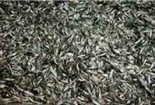 نارضایتی شهروندان کنارکی از بوی نامطبوع کارخانه‌های تولید پودر ماهی در شهرستان/ دو واحد متخلف پلمپ شده اند