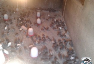 پرورش مرغ خزک در راستای اقتصاد مقاومتی/ تصاویر