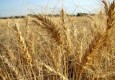 سه مرکز خرید تضمینی گندم در سیستان آماده دریافت گندم کشاورزان است